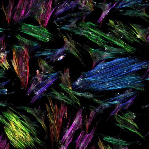 Frithlab – mechanobiology and tissue engineering